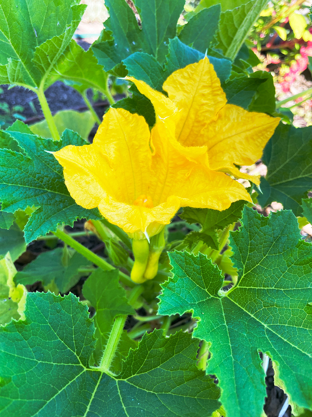 Cool and Warm Season Crops Spring Picks Tilth Alliance