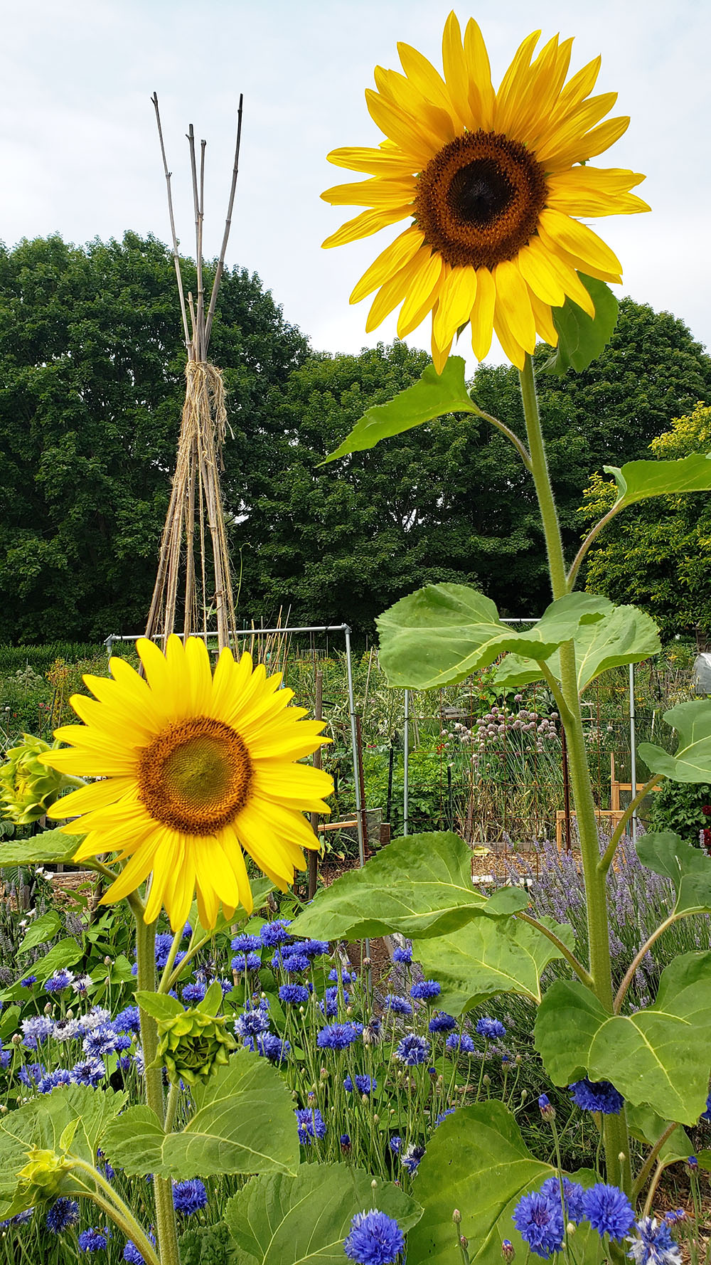 Events from Saturday, January 25, 2025 – Saturday, February 15, 2025 – Page  2 – Tilth Alliance, image size:1000x1778