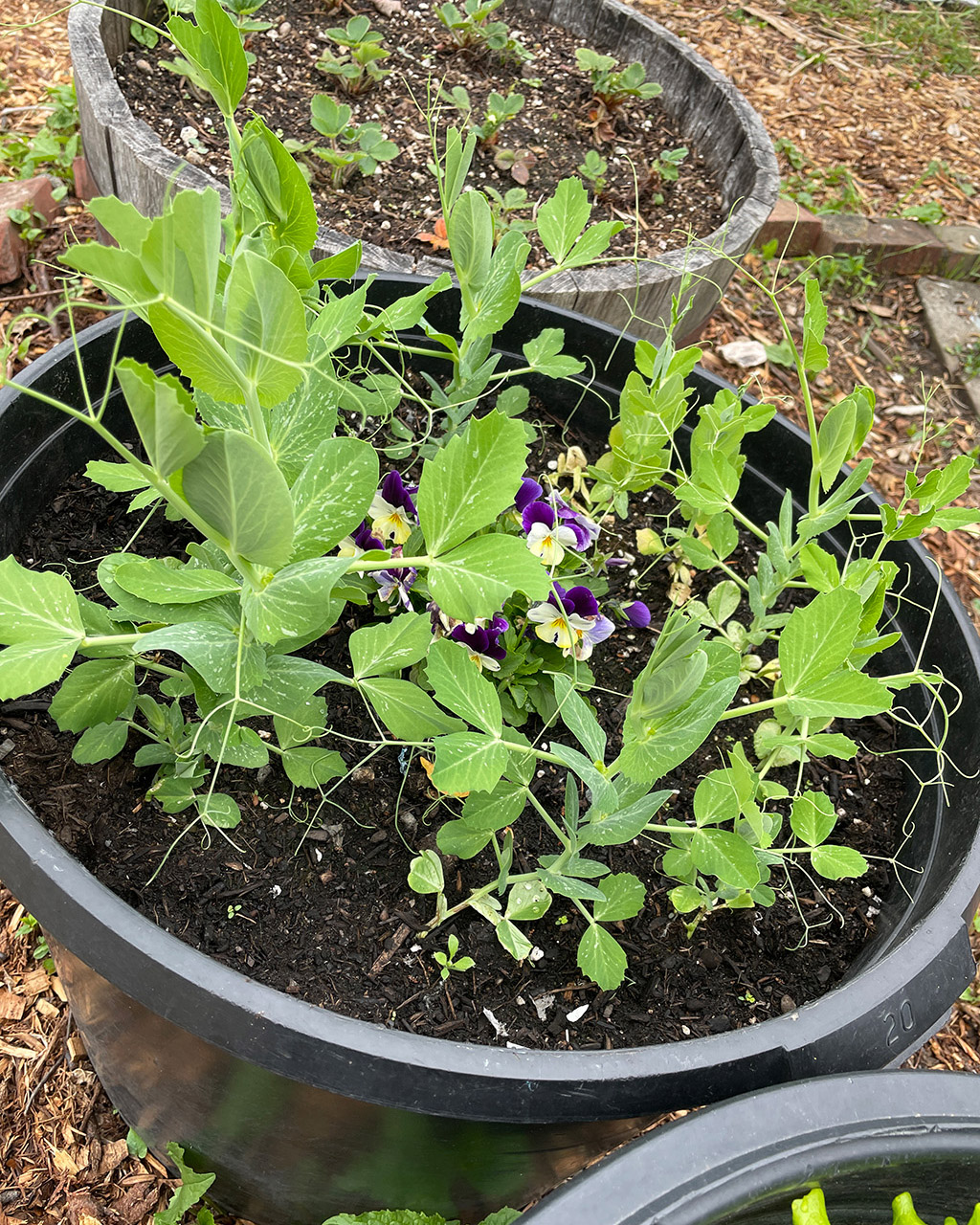 Winterizing Containers Quick Tips for Winterizing Container Gardens - Tilth Alliance