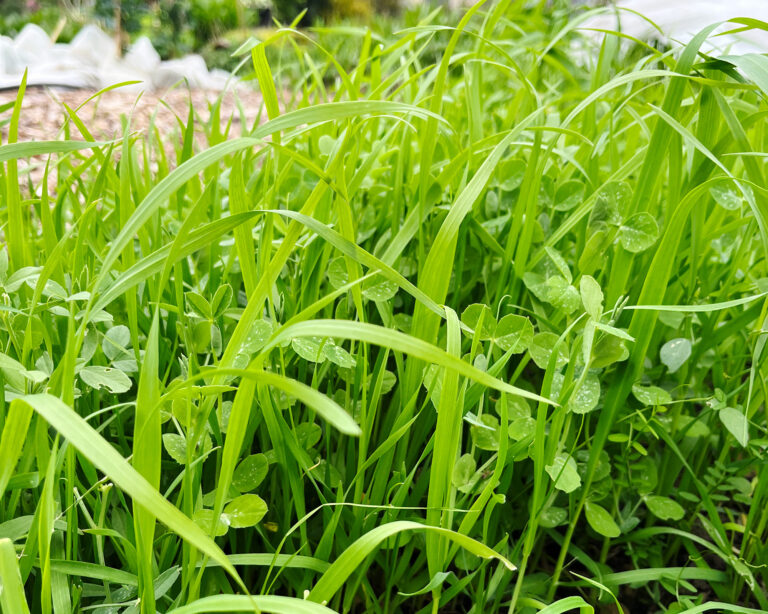 Cover Crops in Spring