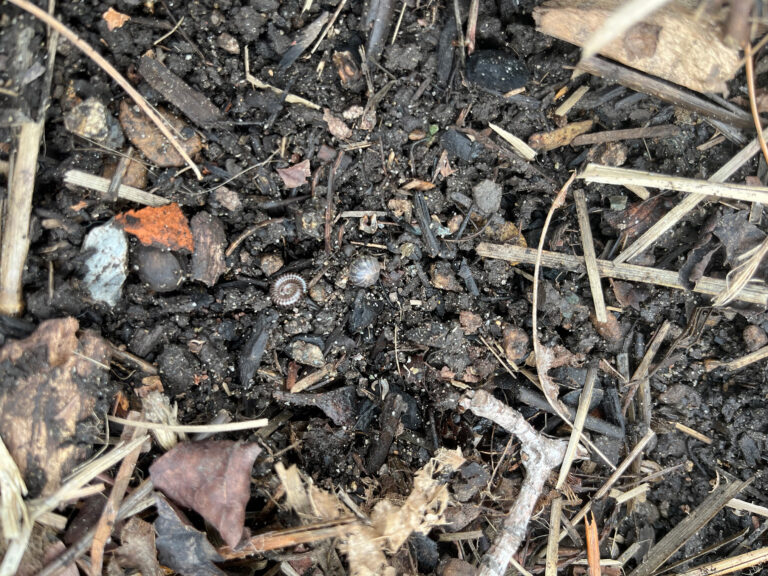 Soil Fertility for Healthy Crops