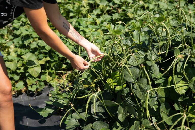 Close up of hands picking a plant.
