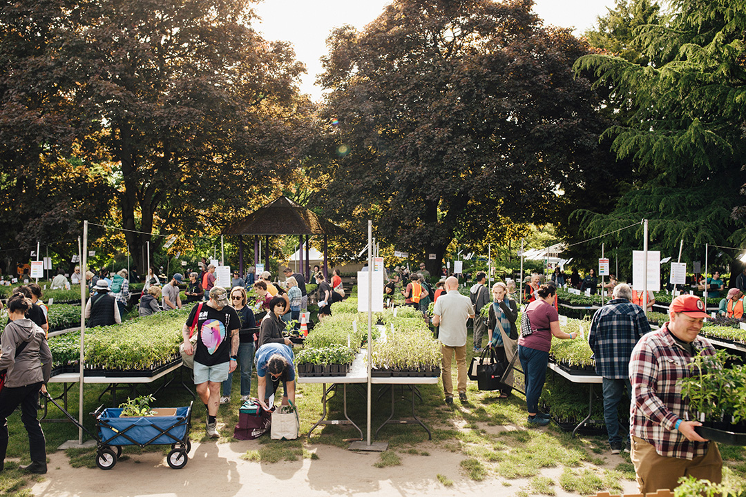 Community members browse tables of seedlings and plants at Tilth Alliance's bustling outdoor May Edible Plant Sale under leafy trees.