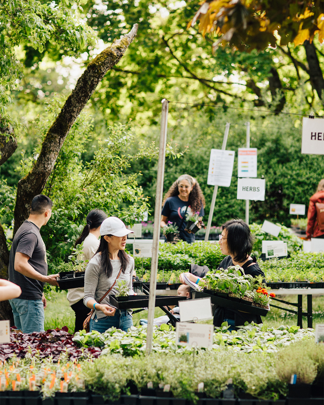 Families browse herb and vegetable seedlings at plant sale under leafy trees with organized plant section signs.