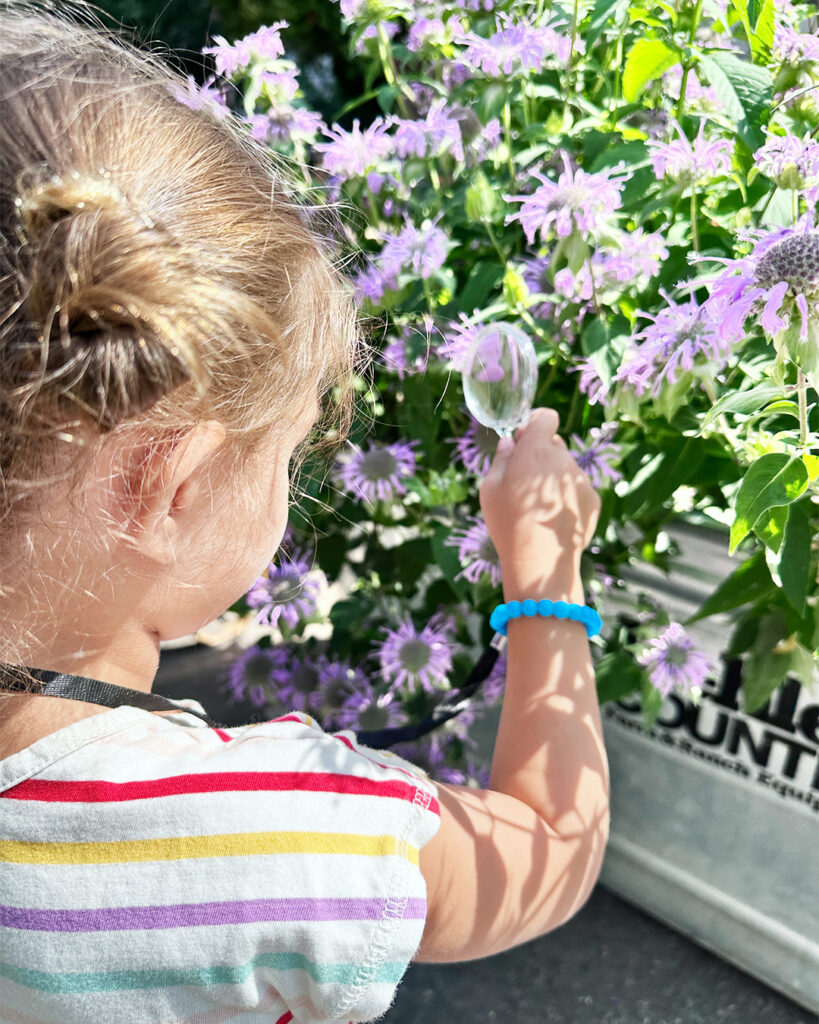 Young child using magnifying glass to examine purple flowers in community garden