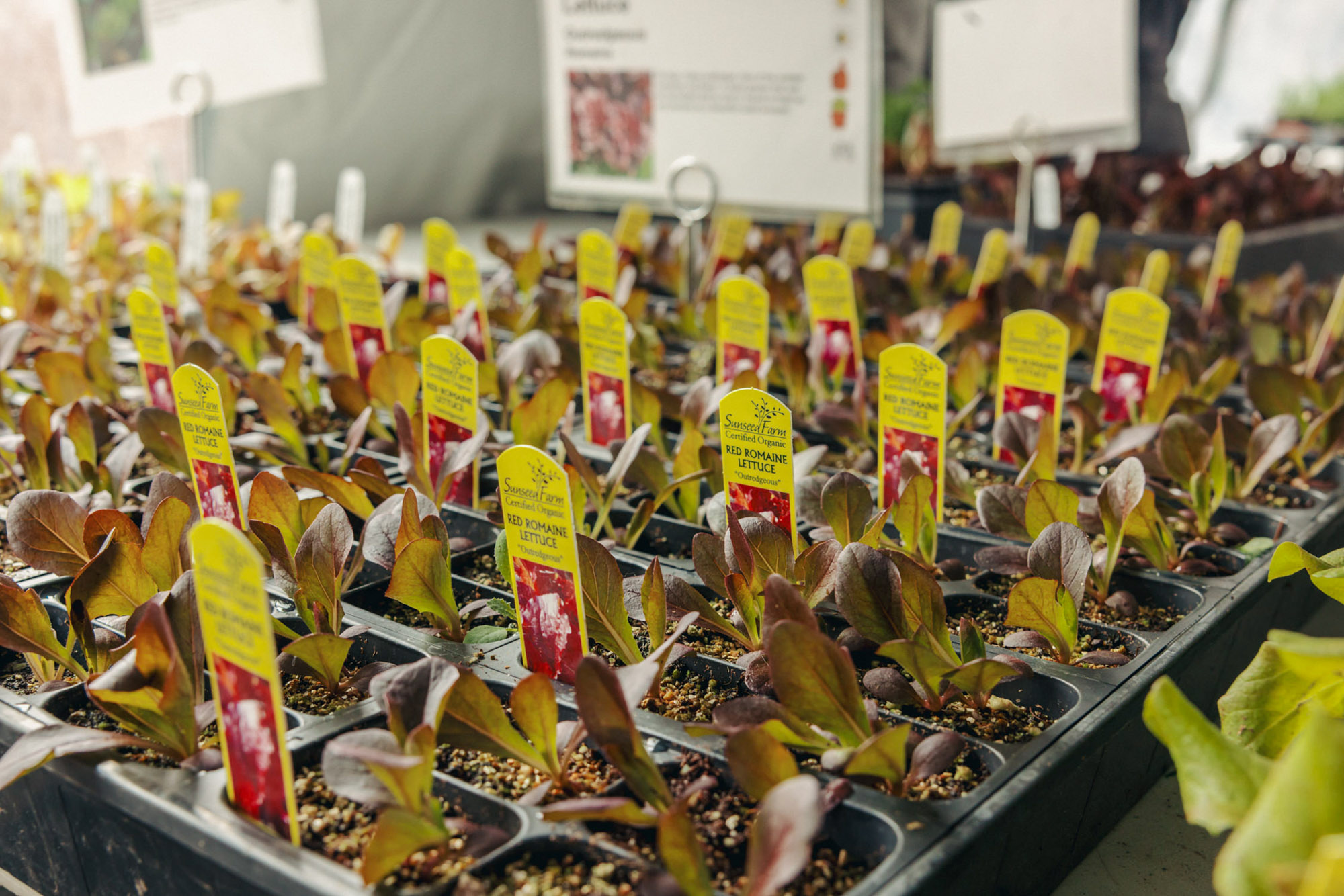 Rows of Red Romaine Lettuce on a table