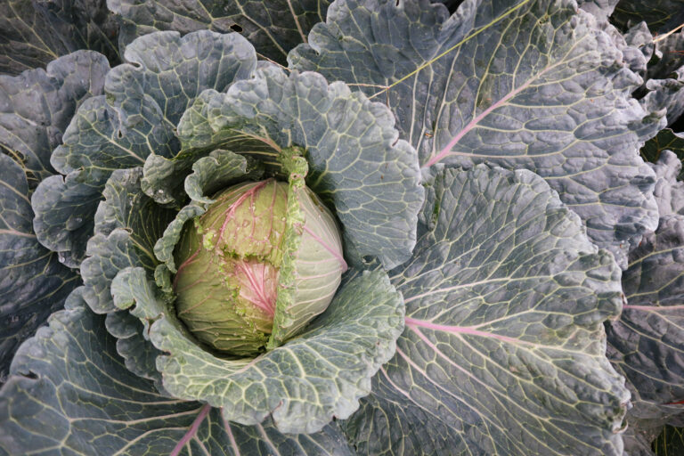 Farm Viability: Voices from the Field