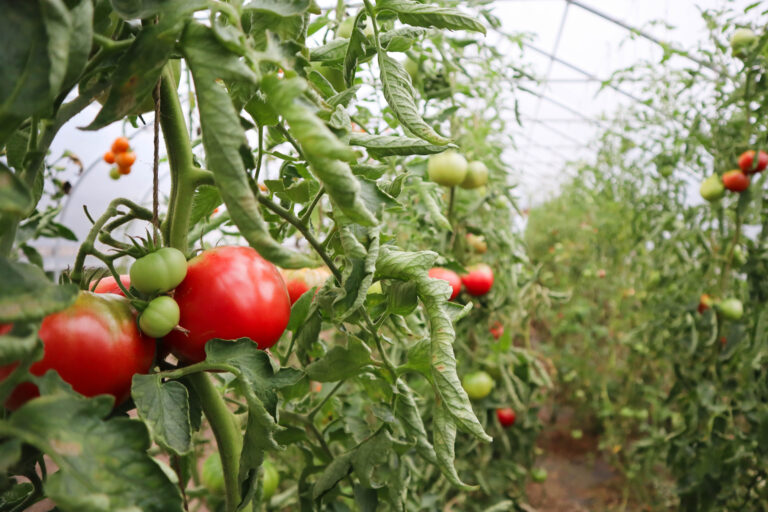 Report: WA Farmers’ Perceptions of Organic Certification